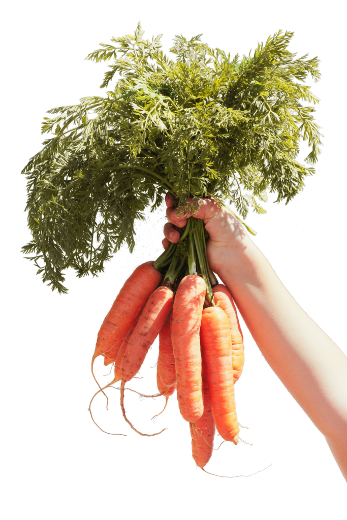 Nuestra selección de Frutas y verduras de cercanía